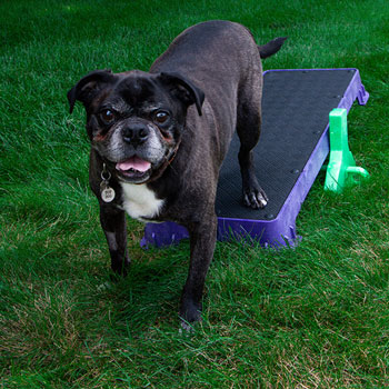 Pet Supplies : Cato Board - Dog Training Platform (Black, Turf Surface) 