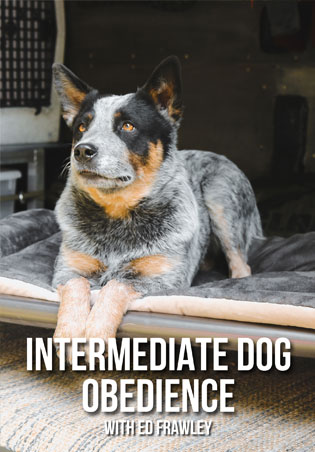 Intermediate Dog Obedience DVD Cover Art