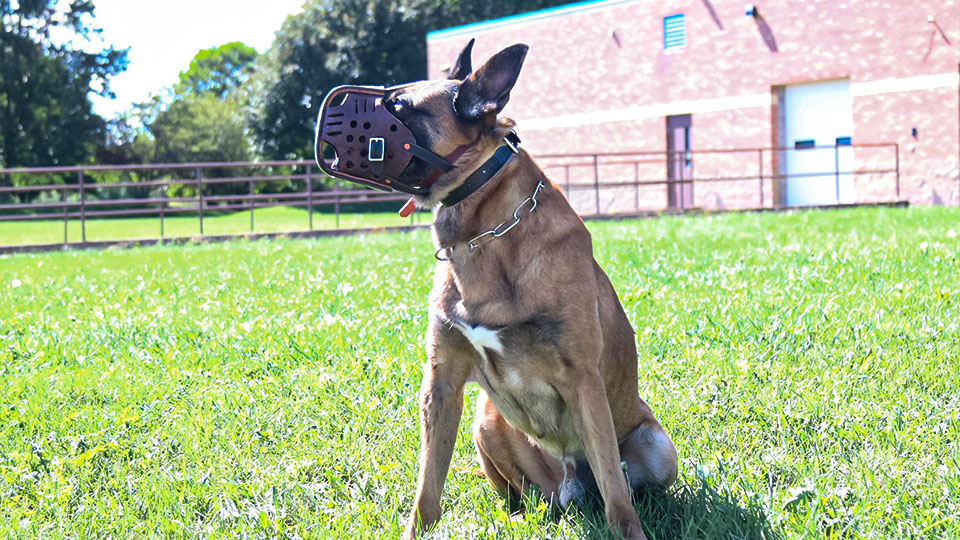 Leerburg | Leerburg's Heavy Duty Police Fighting Muzzle