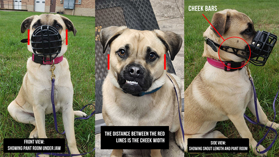Cheek Width Measurement