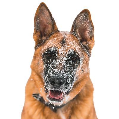 A happy dog with snow on it's face