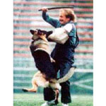 Schutzhund the Dog Sport