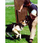 Training The New Schutzhund Helper