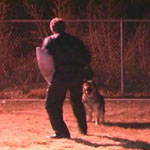 Training Off-Leash Control & Directed Search to Police Service Dogs