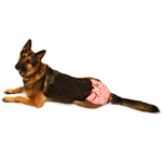Doggie Diaper