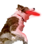 Nite Dawg LED Soft Disc