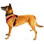 Image of Eezwalker Dog Harness