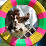 Training Your Agility Dog