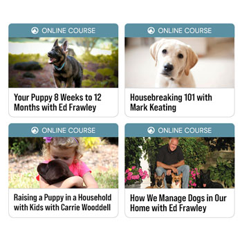 New Puppy Course Bundle