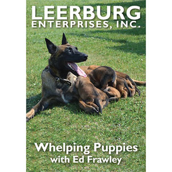 Whelping Puppies