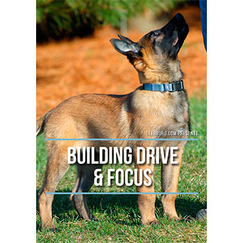 Building Drive and Focus
