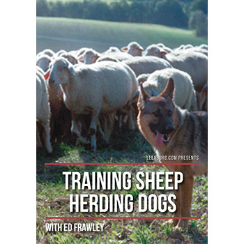 Training Sheep Herding Dogs with Karl Fuller