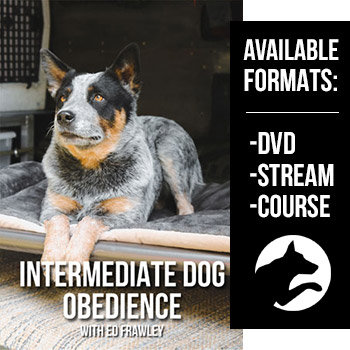 Intermediate Dog Obedience DVD