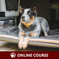 Intermediate Dog Obedience - LOU