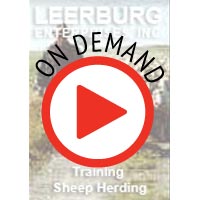 Training Sheep Herding Dogs w/ Karl Fuller