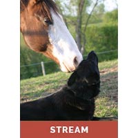 Training Dogs to Get Along w/ Horses