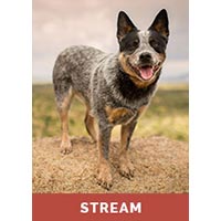 Hiking With Your Dog - Streaming