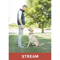 An Introduction to Dog Training with Jeff Frawley Streaming