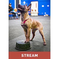 Raising Your Puppy with Michael Ellis - streaming