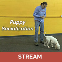 Puppy Socialization with Michael Ellis (streaming)