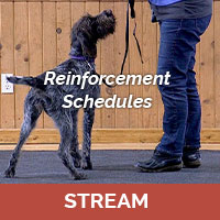 Reinforcement Schedules with Michael Ellis (streaming)