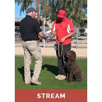 Introduction to the Canine Good Citizen - Streaming 