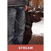Obedience and Behavior Foundations  Part 1 with Tyler Muto - Streaming