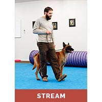 Obedience and Behavior Foundations Part 2 with Tyler Muto - Streaming