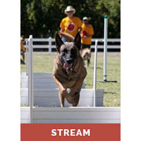 Introduction to Flyball with JJ Belcher - Streaming