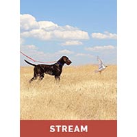 Developing Your Gun Dog Puppy Using Markers with Jim Closson - Streaming