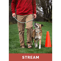 Introduction to Rally Obedience with Dusty Trieschman - Streaming