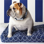 Medium/Large Molly Mutt Duvet