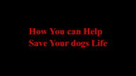 How You Can Help Save Your Dogs Life