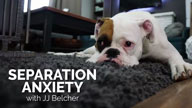 JJ Belcher on Separation Anxiety