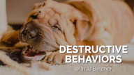 Destructive Behaviors with JJ Belcher