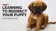 Learning to Redirect Your Puppy with Michael Ellis - Part 1