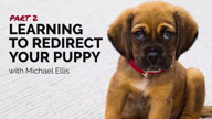 Learning to Redirect Your Puppy with Michael Ellis - Part 2