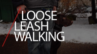 Loose Leash Walking with Tyler Muto