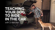 Teaching Our Dogs to Ride in the Car with JJ Belcher