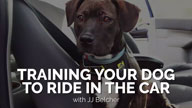 Training Your Dog to Ride in the Car with JJ Belcher