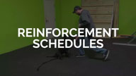 Reinforcement Schedules with Michael Ellis