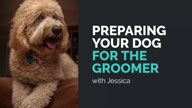 Preparing Your Dog for the Groomer