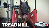 Training Whiskey - Introduction to the Treadmill