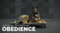 Training Whiskey - Foundation Obedience