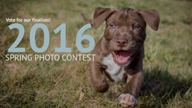 Photo Contest 2016 Voting