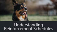 Understanding Reinforcement Schedules