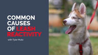 Common Causes of Leash Reactivity with Tyler Muto