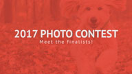 Photo Contest 2017 Finalists