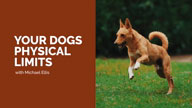 Your Dogs Physical Limits with Michael Ellis