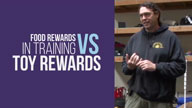 Food Rewards in Training vs Toy Rewards with Michael Ellis